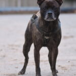 Gestromter Hund an der Leine steht wachsam im Sand und schaut in die Kamera.