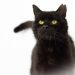 Schwarze Katze mit gelben Augen sitzt auf weißem Hintergrund.