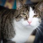 Getigerte Katze mit weißem Fell auf Brust und Gesicht, die in die Kamera schaut.