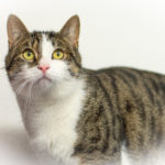 Getigerte Katze mit gelben Augen und weißer Brust, die nach oben schaut.