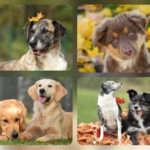 Glückliche Hunde im Herbstlaub im Tierheim Siegen.