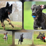 Fünf Hunde laufen auf dem Rasen, jeder mit einem Spielzeug oder Ball im Maul.