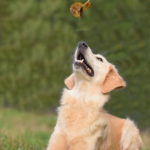 Golden Retriever im Gras, der ein fallendes Herbstblatt beobachtet.