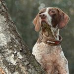 Brauner und weißer Hund mit Schlappohren an einem Baum, der nach oben schaut.