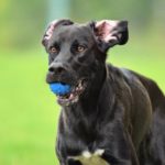 Schwarzer Hund im Freien, blauer Ball im Maul, flatternde Ohren.