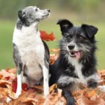 Zwei Hunde im Herbstlaub; einer schaut auf, der andere streckt die Zunge heraus.