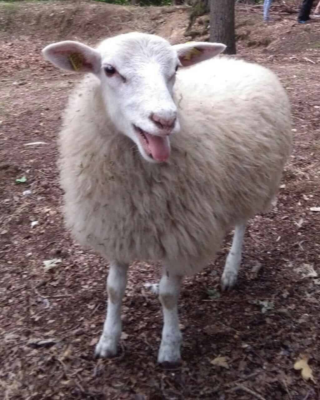 Tierheim.Siegen Tierheim.Siegen