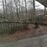 Ein umgestürzter Baum liegt auf einem Zaun in einem regnerischen Waldgebiet.