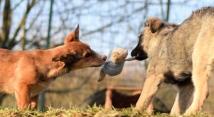 Hundewoche 2023 - ab 10 Jahre @ Tierheim Siegen | Siegen | Nordrhein-Westfalen | Deutschland