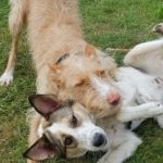 Zwei verspielte Hunde ringen auf einer Wiese miteinander: ein brauner und ein weißer mit Abzeichen.