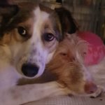 Zwei Hunde kuscheln auf einem Bett, der eine wachsam, der andere mit ruhendem Kopf. Nachts drinnen im Tierheim Siegen.