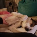 Ein Hund genießt die Streicheleinheiten eines Menschen im Tierheim Siegen.