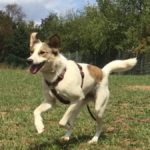 Weißer und brauner Hund im Geschirr läuft auf einer Wiese im Tierheim Siegen.