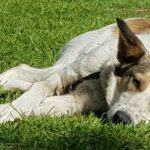 Brauner und weißer Hund, der im Gras liegt und in die Kamera schaut.