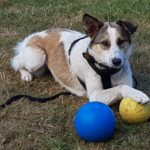 Brauner und weißer Hund im Gras mit Pfote auf gelbem Ball, in der Nähe des blauen Balls.