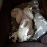 Hund auf dem Rücken, Pfoten nach oben, auf dem Bett mit knochengemusterter Decke.