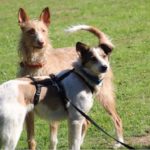 Zwei Hunde im Gras, ein hellbrauner und ein weißer mit Flecken, beide mit Halsband.