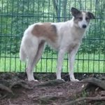 Mittelgroßer Hund mit weißem und braunem Fell steht am Metallzaun im Freien.