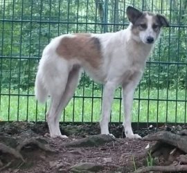 Mittelgroßer Hund mit weißem und braunem Fell steht am Metallzaun im Freien.
