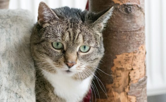 Tierheim Siegen Katzen Tierheim Siegen Katzen