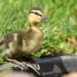 Gelbbraunes Entenküken auf Gras an einem schwarzen Rand im Sonnenlicht.