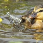 Entenküken schwimmt im Wasser in der Nähe der gelben Blume, Spritzer an seinem Flügel.