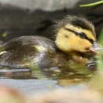 Entenküken schwimmt im Wasser mit Grünpflanzen in der Nähe im Tierheim Siegen.