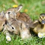 Drei kleine Kaninchen und ein Entenküken auf der Wiese im Tierheim Siegen.