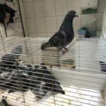 Taube im Käfig mit anderen im Inneren, in einem gekachelten Raum des Tierheims Siegen.