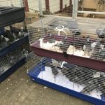 Drei Taubenkäfige, die draußen an einem Drahtzaun im Tierheim Siegen gestapelt sind.