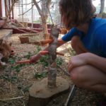 Kind im blauen Hemd füttert im Freien braunes Kaninchen mit Karotten.