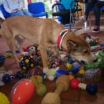 Hund mit rotem Halsband schnüffelt an Spielzeug in der Nähe von blauen Stühlen und Menschen.