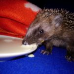 Igel trinkt Milch in der Nähe einer orangefarbenen Decke auf blauer Oberfläche.