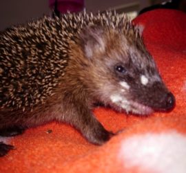Gefleckter Igel, der sich auf einer orange gepunkteten Decke ausruht.