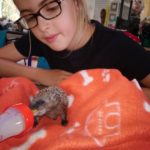 Mädchen sieht zu, wie ein Igel auf einer orangefarbenen Decke mit der Flasche gefüttert wird.