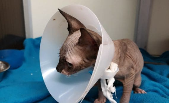 Haarlose Katze in einem medizinischen Kegel sitzt auf einer blauen Decke.