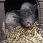 Zwei Schweine kuscheln auf Stroh in einem Holzunterstand im Tierheim Siegen.