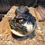 Schildkröte mit deformiertem Panzer auf sandigem Boden im Tierheim Siegen.