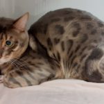 Graue bengalische Katze mit dunklen Flecken, die auf einer weißen Decke liegt.