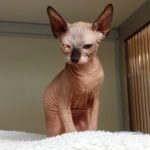 Sphynx-Katze mit faltigem Fell sitzt auf einer Decke und starrt.