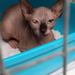 Sphynx-Katze in blauem Katzenklo hinter Gittern im Tierheim Siegen.
