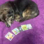 Hund auf lila Decke neben fünf Spielkarten in einer Reihe.