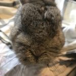 Graues Kaninchengesicht mit geschlossenen Augen, pelziger Nase und Schnurrhaaren.