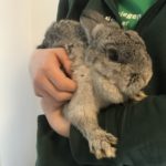 Jemand in einer grünen Jacke hält ein graues Kaninchen im Tierheim.