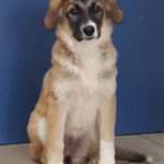 Brauner und weißer Welpe mit Schlappohren auf gefliestem Boden, blaue Wand.