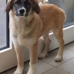 Ein braun-weißer Hund steht an einer Glastür im Tierheim Siegen.