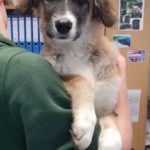 Person hält einen braun-weißen Welpen im Tierheim Siegen.