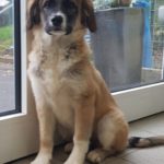 Brauner und weißer Hund mit dunkler Zeichnung sitzt an einer Glastür.