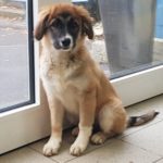 Ein Welpe mit schwarzem Gesicht sitzt auf dem gefliesten Boden neben einer Glastür.