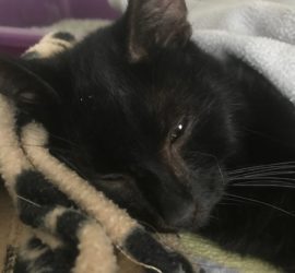 Schwarze Katze unter der Decke, den Kopf in den Nacken gelegt und schläfrig blickend.